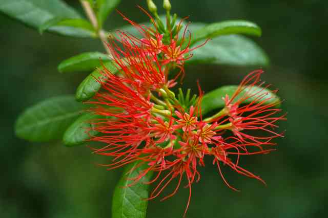 Caesalpinia - Andromeda Garden - Barbados
