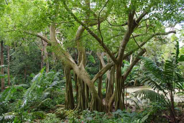 Welchman Hall Gully Barbados
