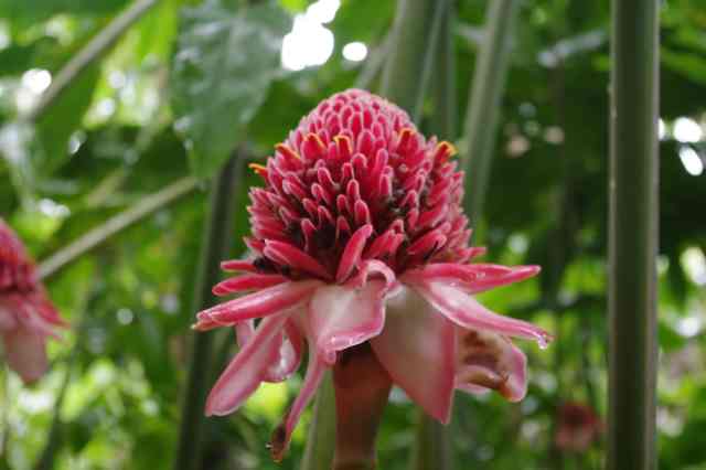 torch ginger Flover Forest Barbados